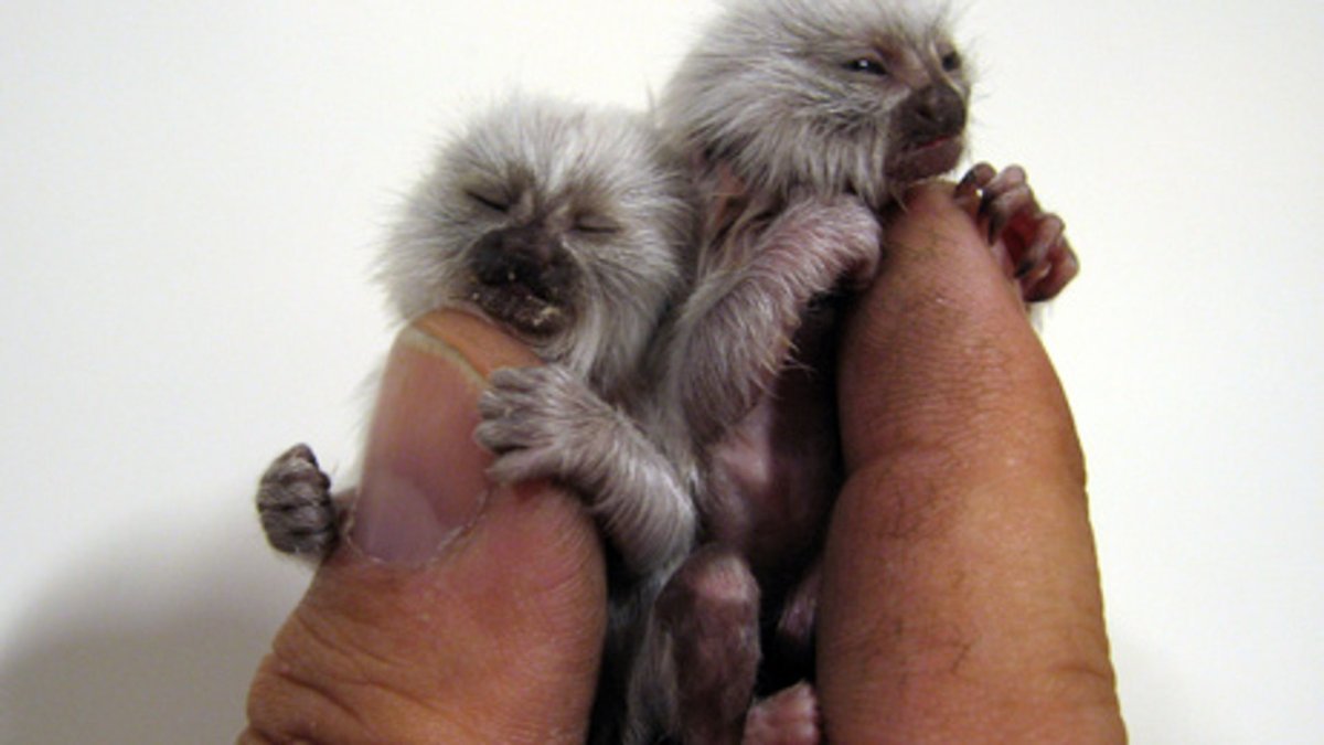 Игрунка альбинос