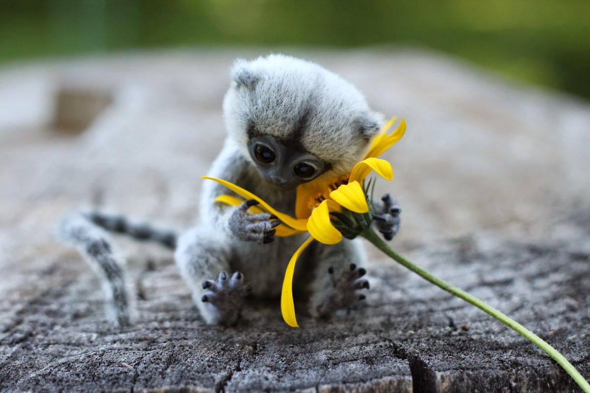 Обезьянки крошки игрунки