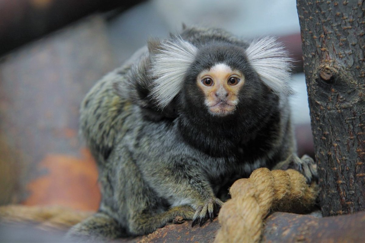 Карликовая обезьянка игрунка