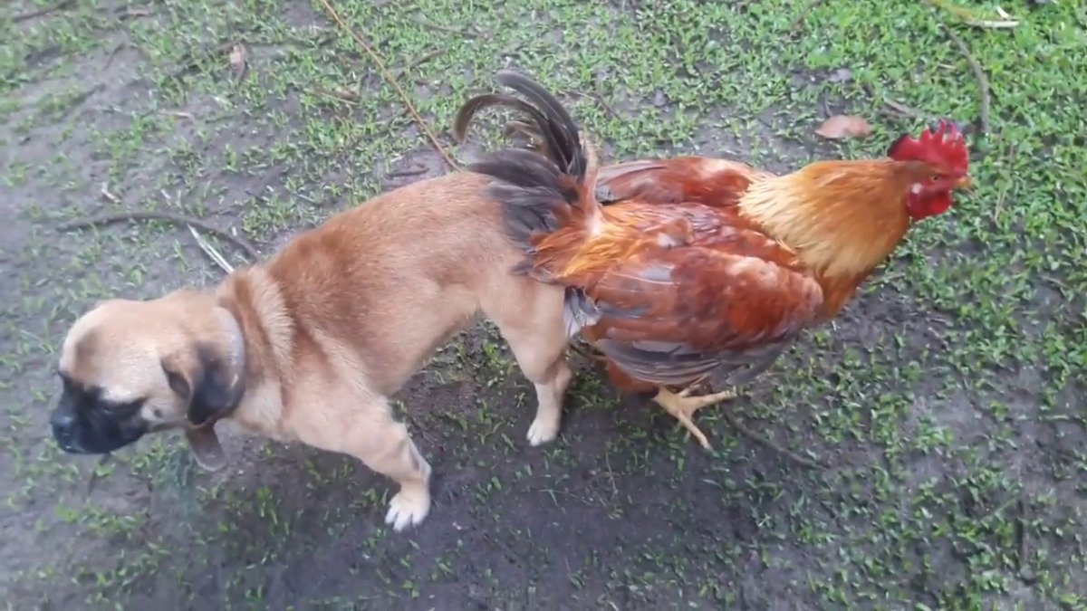 Индюшка прикол