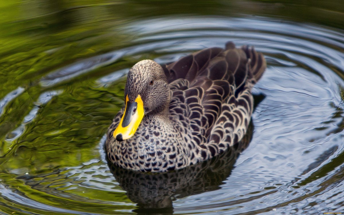 Черная утка с желтым клювом