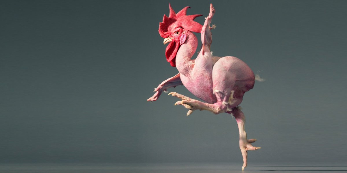 Петух улыбается