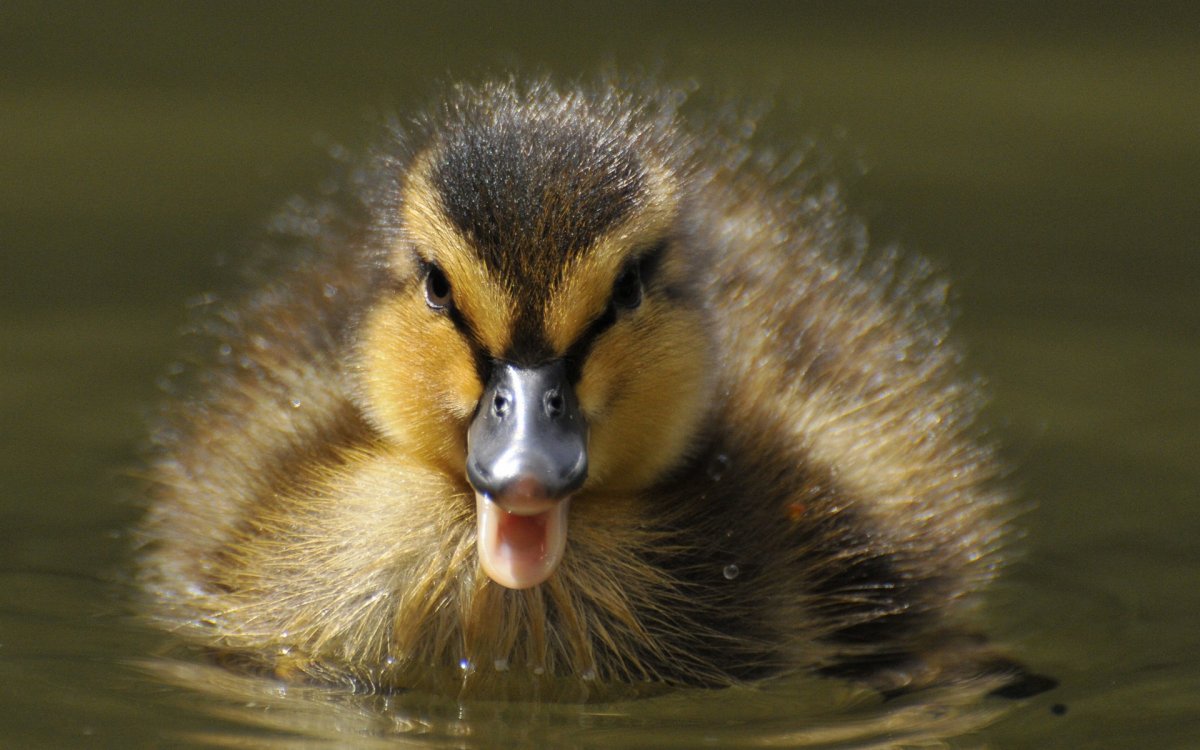 Утята с открытыми клювами