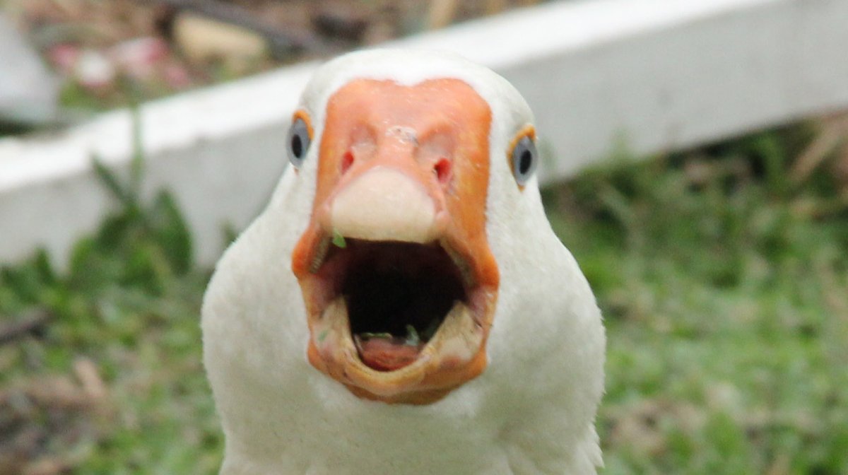 УГАРНЫЙ Гусь