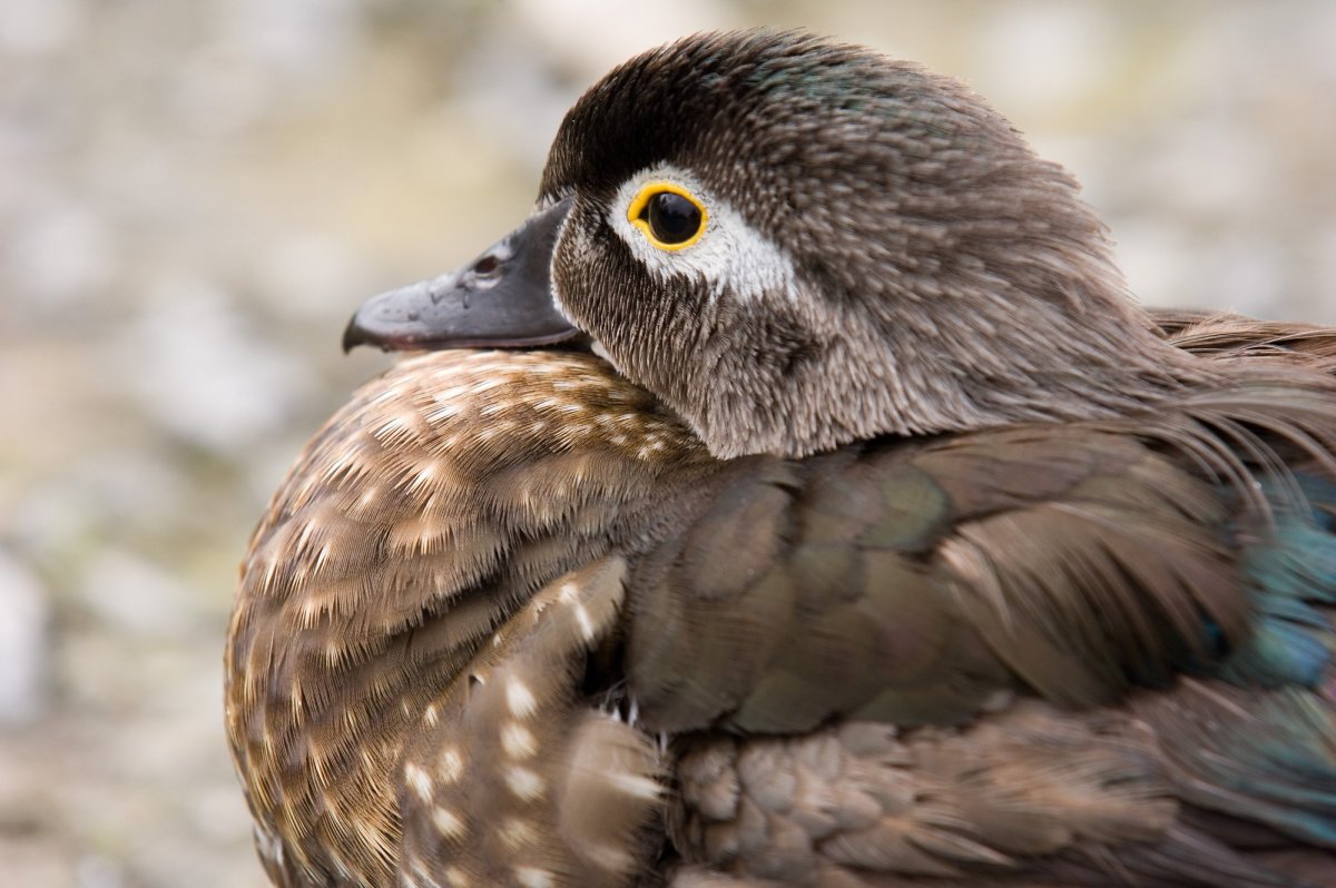 Злая утка в лесу красивый