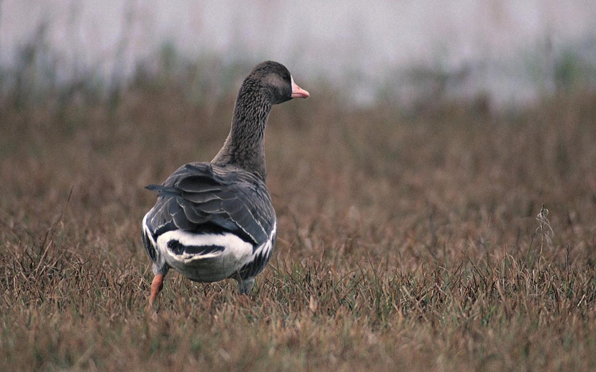 Заставка на рабочий стол Гусь