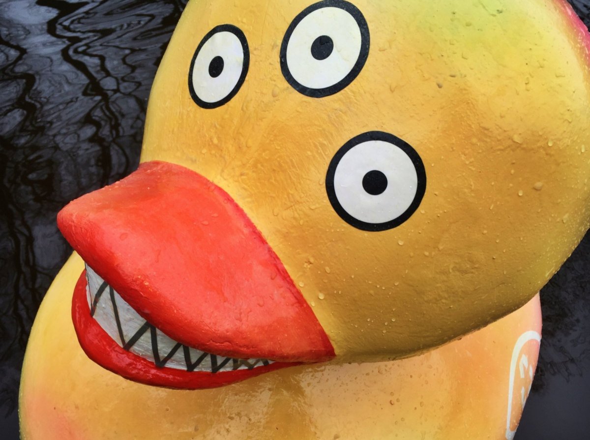 Крутые утки