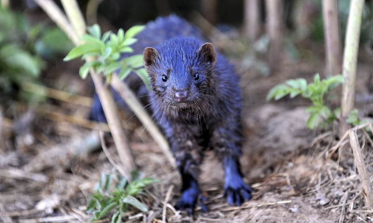 Голубой песец