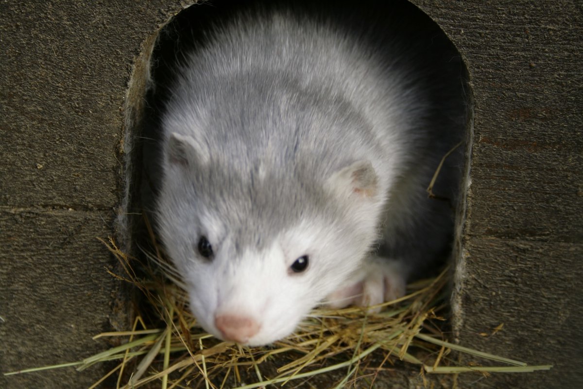 Голубой песец Детеныши