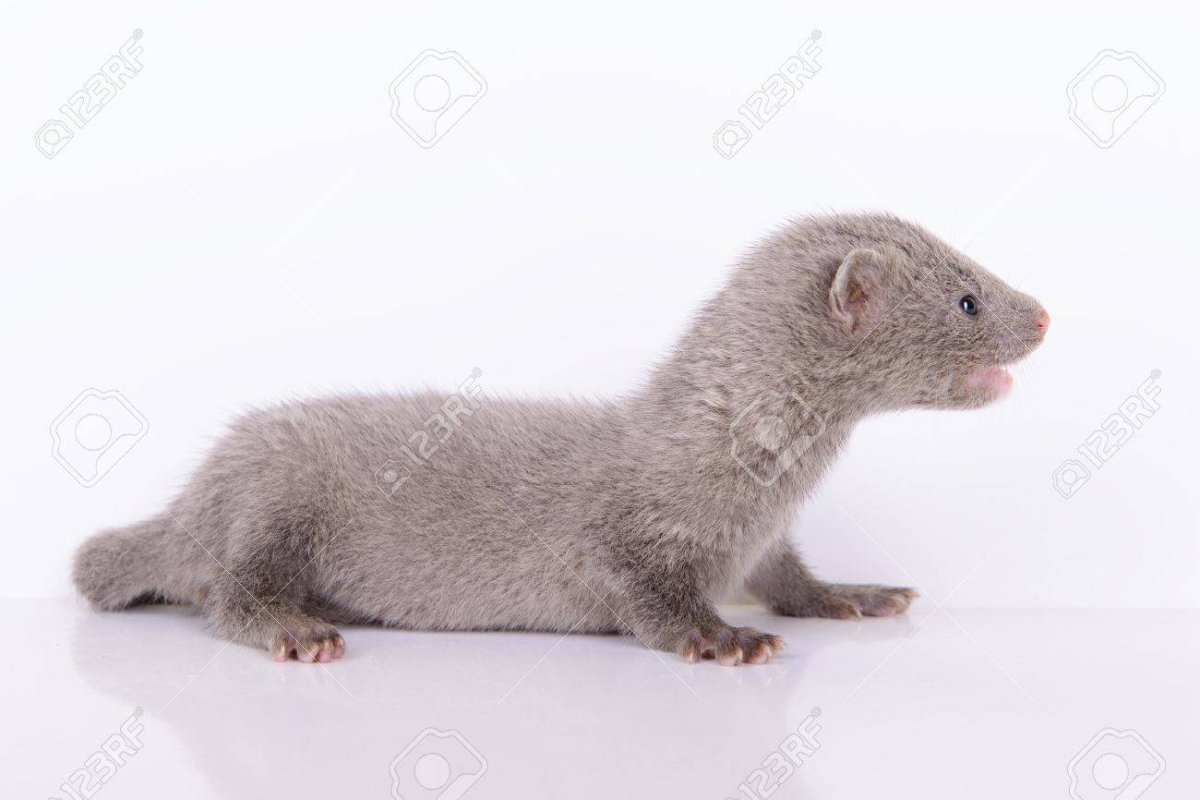 Песец на звероферме