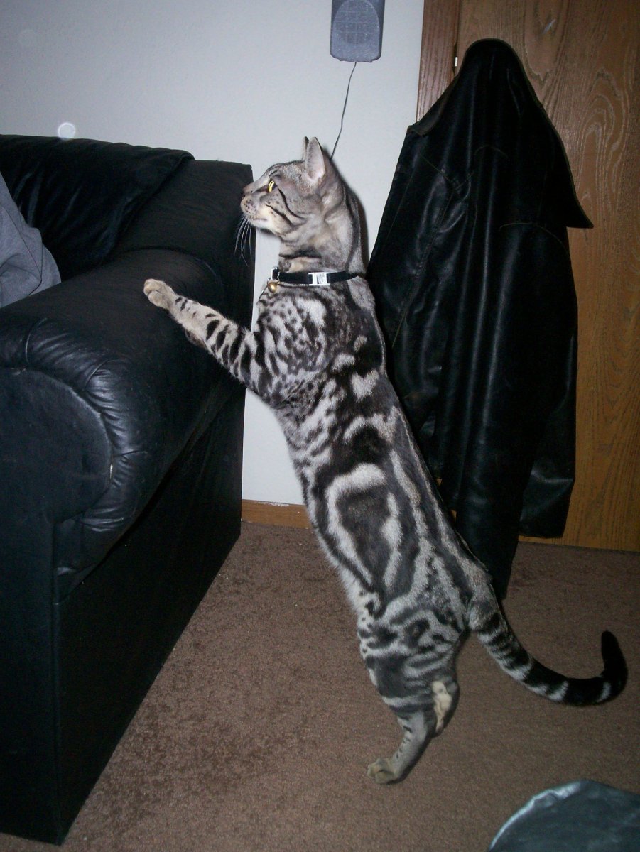 Борнейский дымчатый леопард