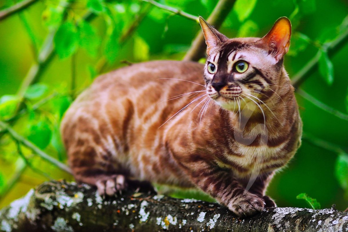 Страшный бенгальский кот