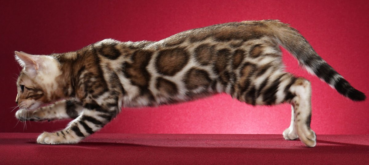 Мраморный окрас n22 Бенгальская