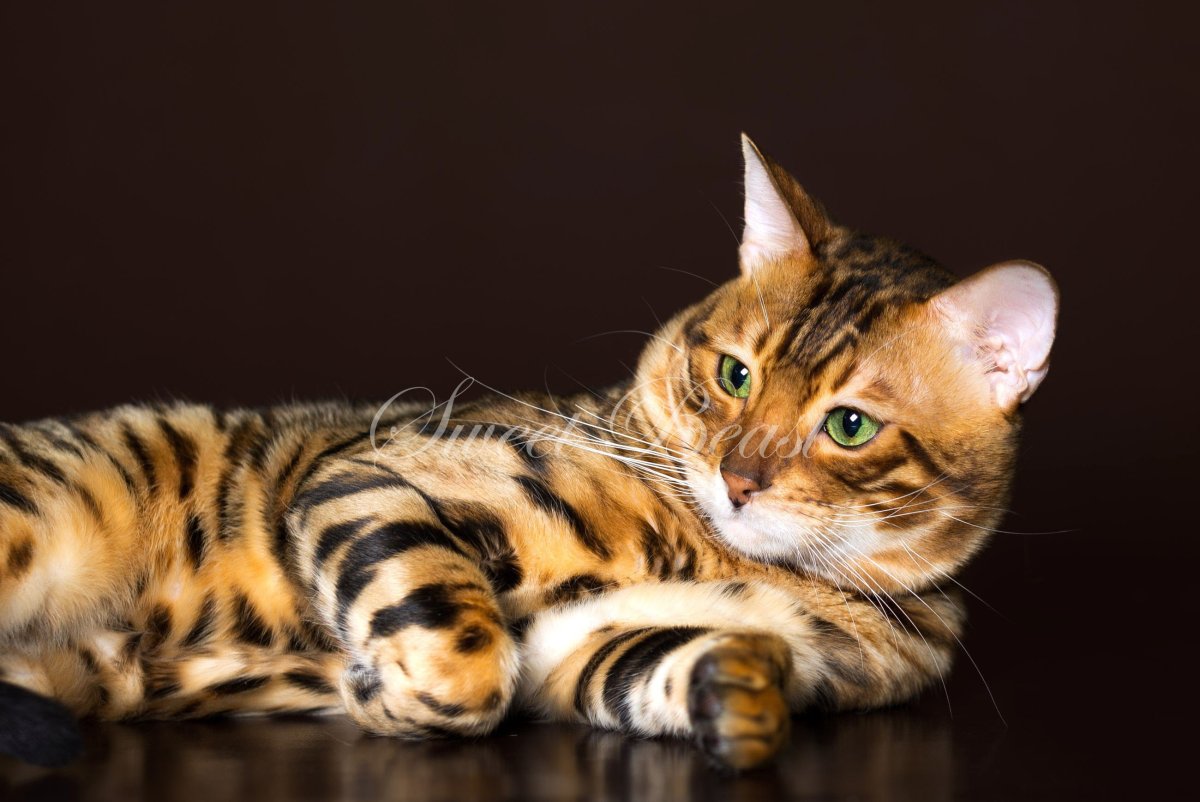 Блю тебби Бенгальская кошка