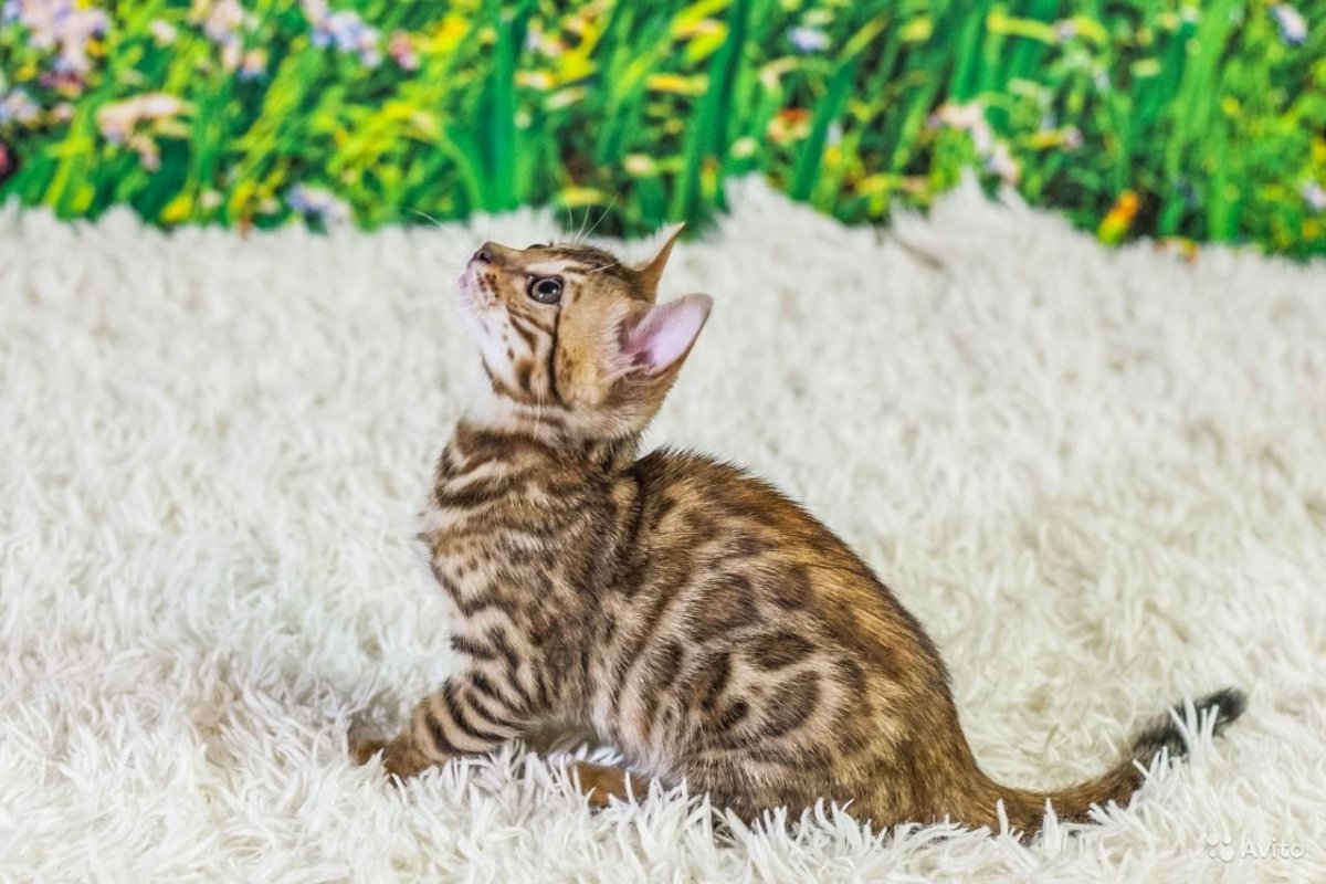 Бенгал мраморный Браун табби