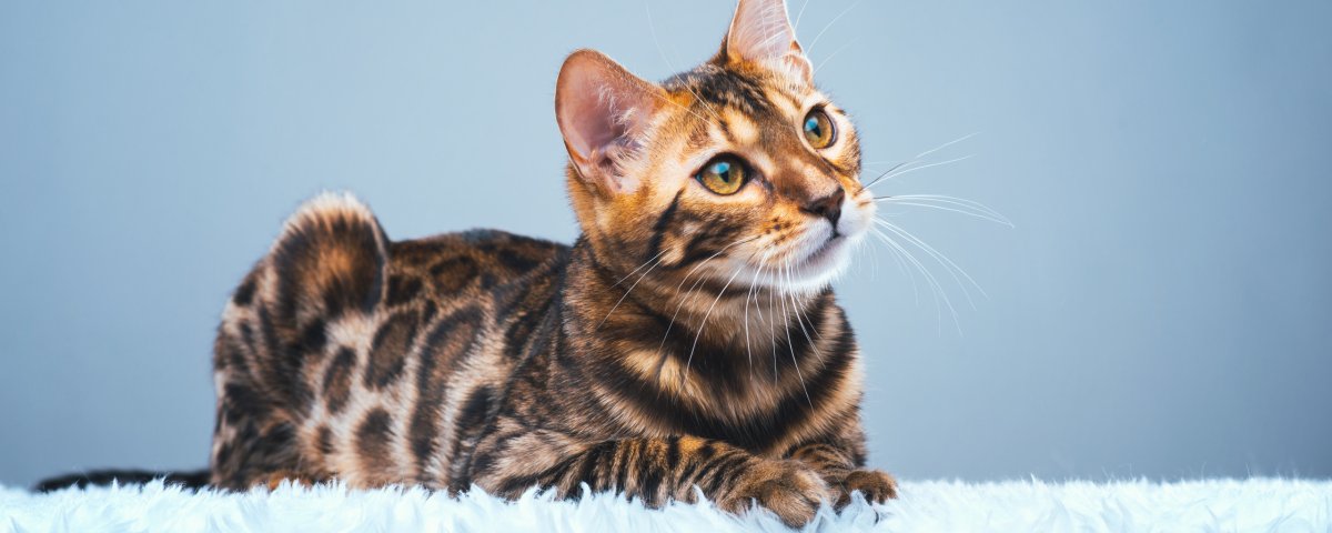 Бенгальская короткошерстная бенгал