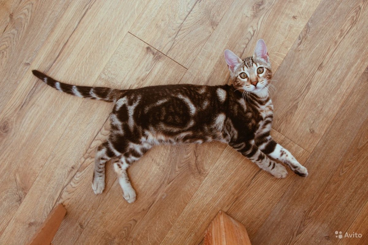 Бенгальская кошка Браун Марбл