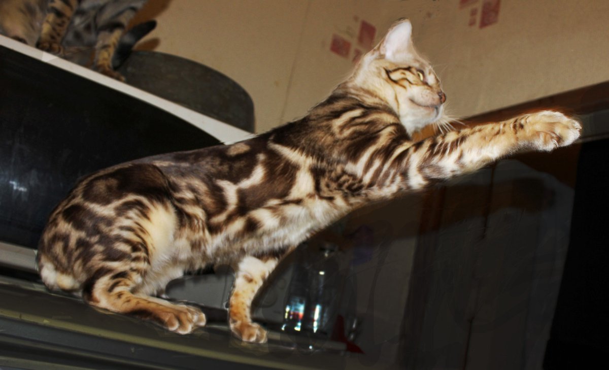 Кошки бенгальской породы