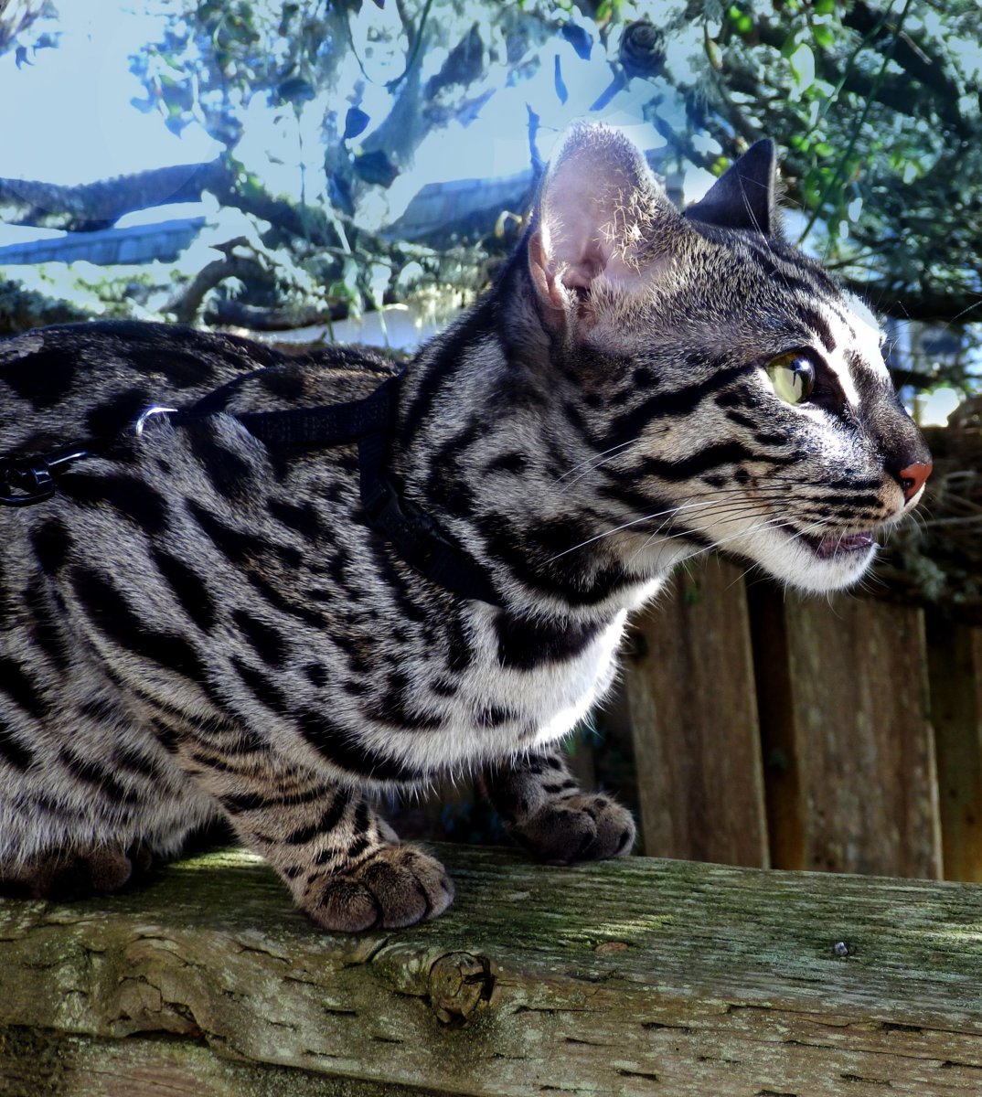 Редкие породы кошек похожих на тигра