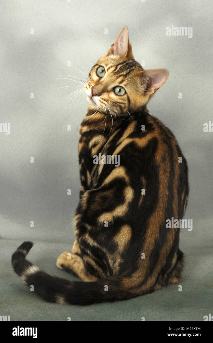 Бенгальская кошка Браун Марбл