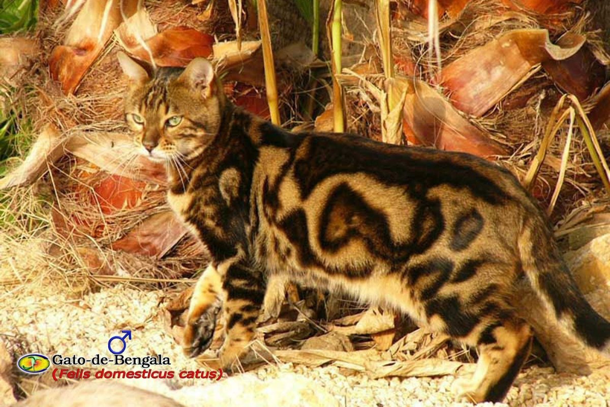 Бенгальская кошка Марбл