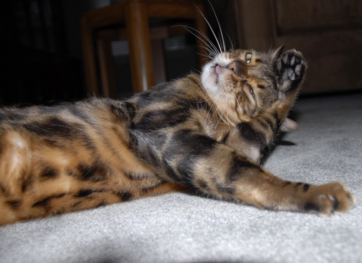 Кот бенгал мрамор