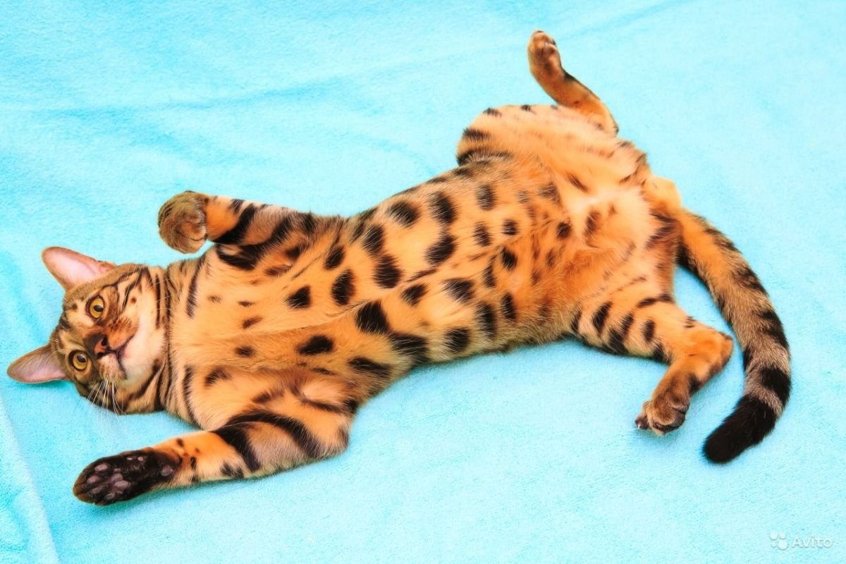 Бенгал Браун табби Марбл