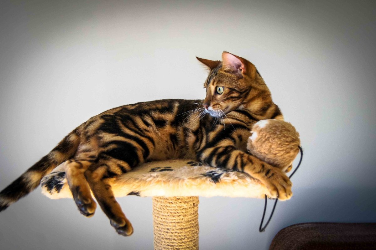 Бенгальская кошка картинки