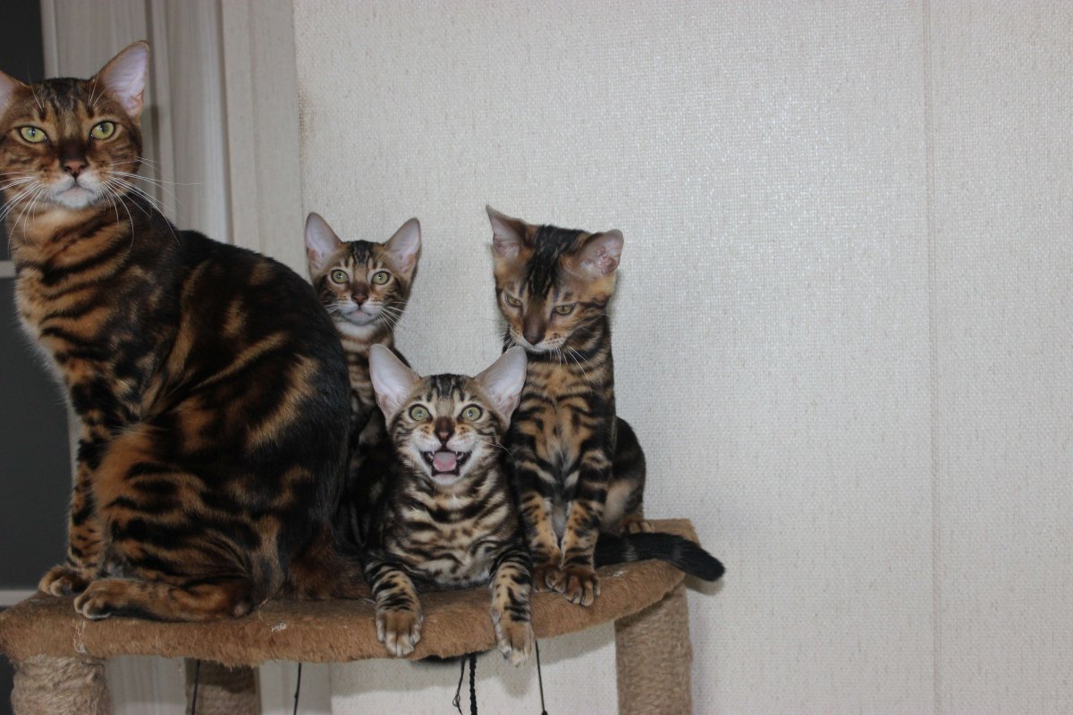 Бенгал Браун Марбл