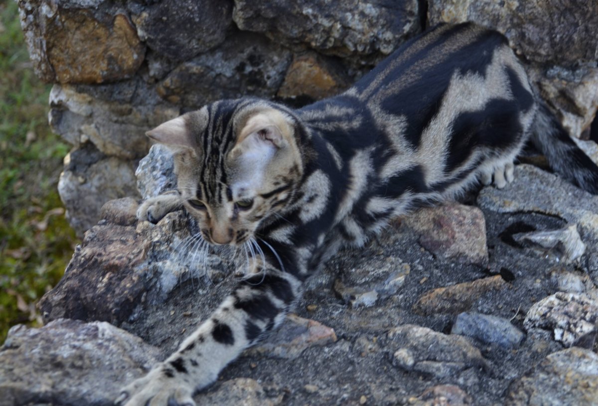 Смесь тойгер бенгал