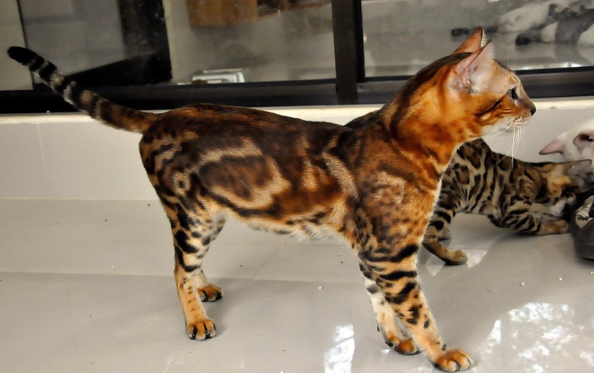 Бенгал мальчик