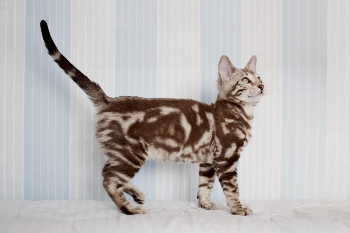 Кот породы бенгал