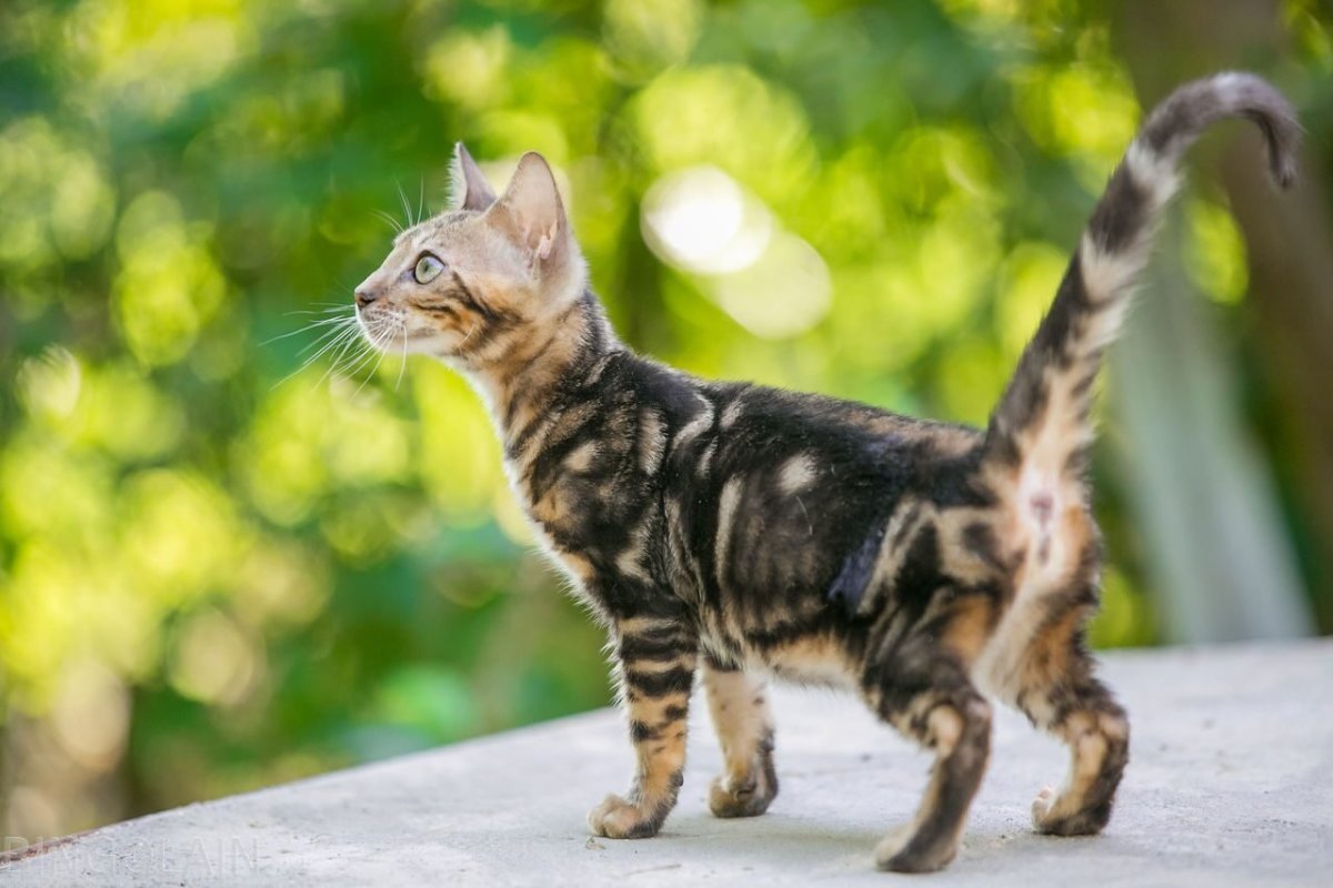 Бенгал мраморный Браун табби