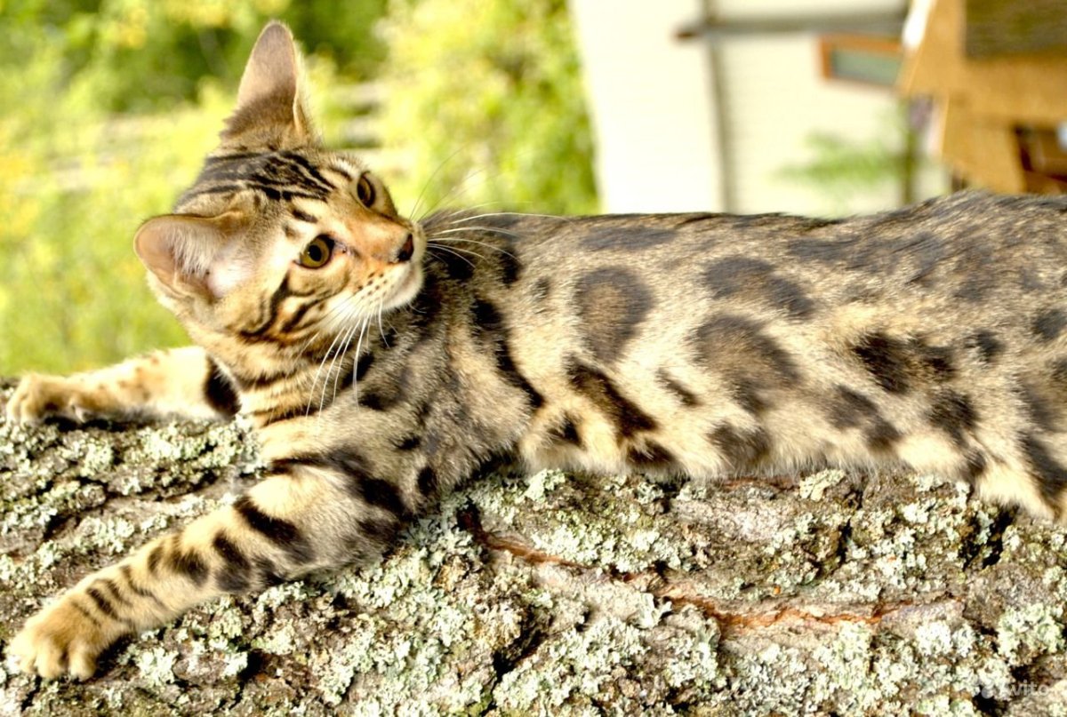 Мраморные котята бенгалы