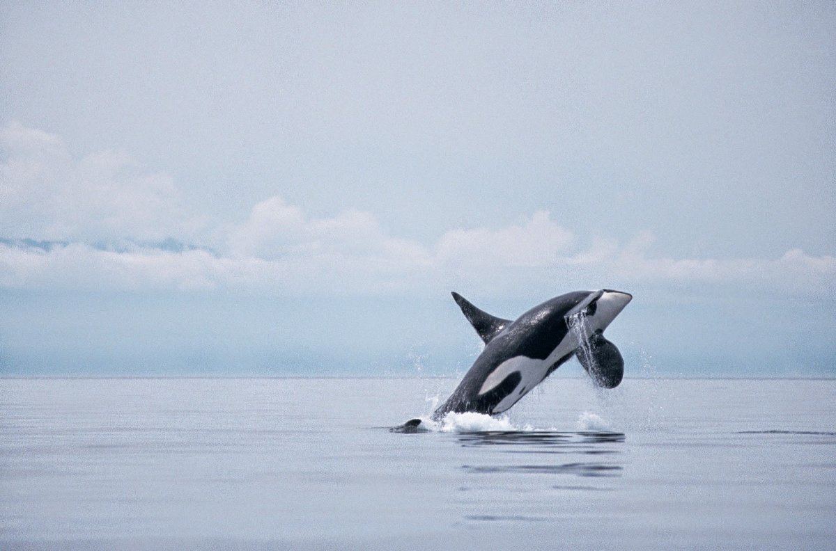 Касатка кит убийца