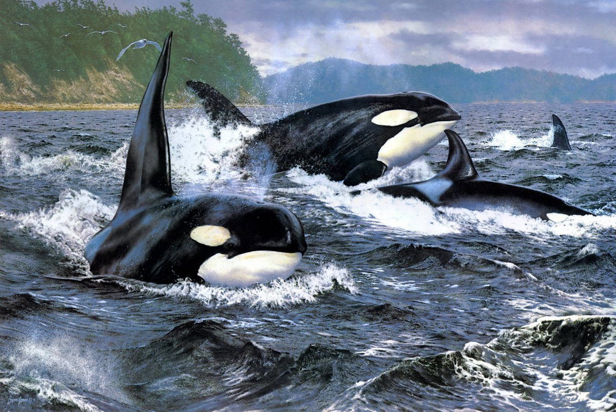 Касатка и акула