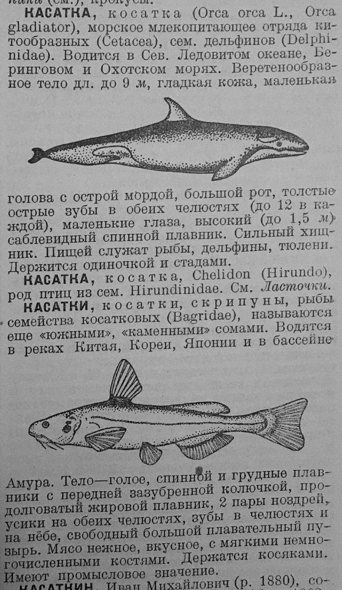 Касатка прикол