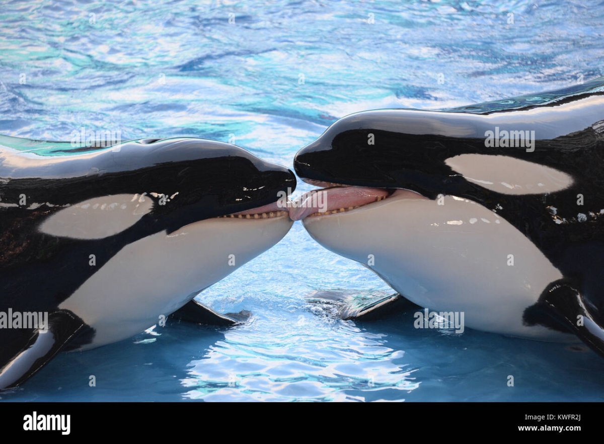 Касатки целуются