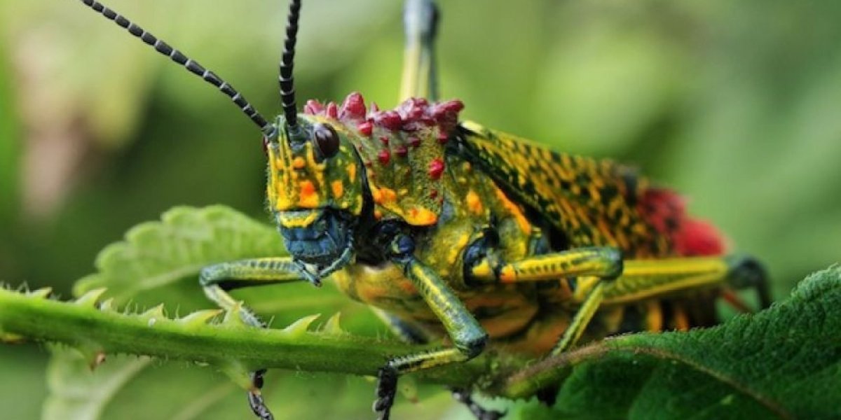 Кошерная Саранча