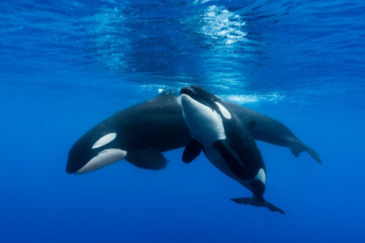 Всемирный день китов и дельфинов