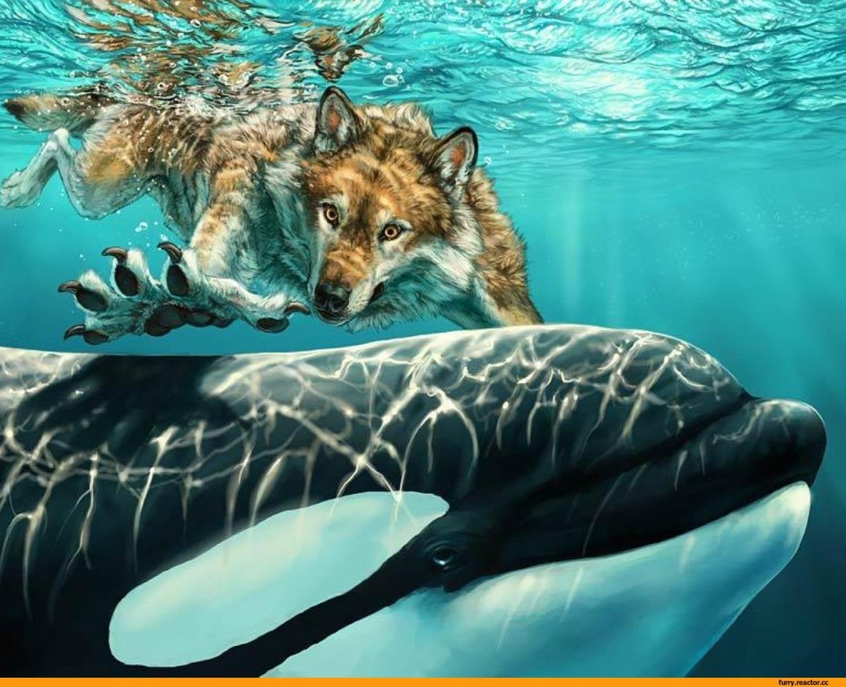 Киты убийцы