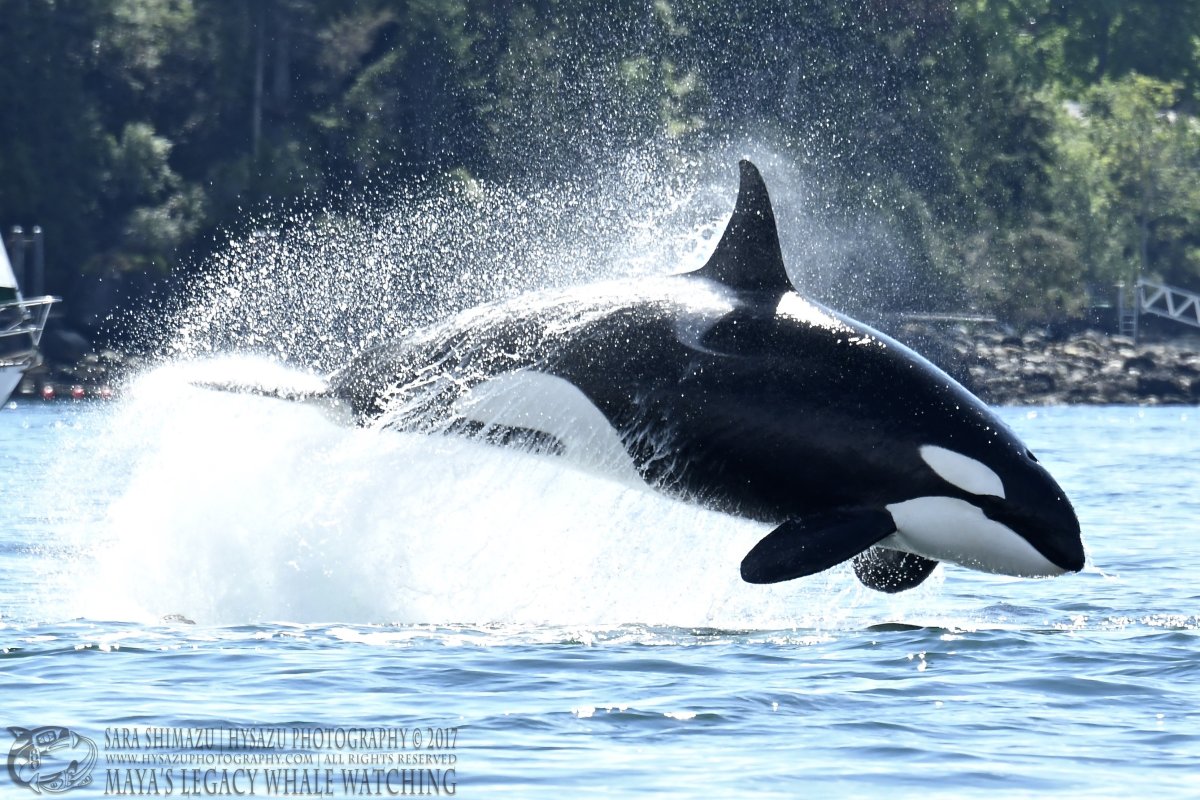 Красная книга косатка Orcinus Orca