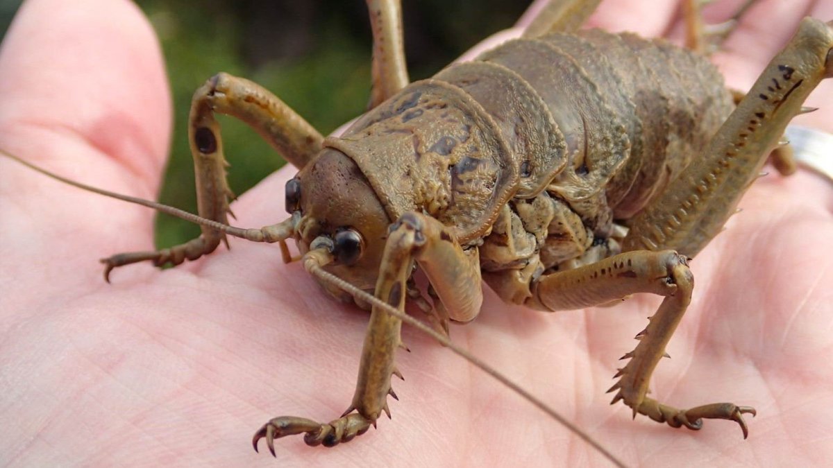 Гигантский малазийский кузнечик