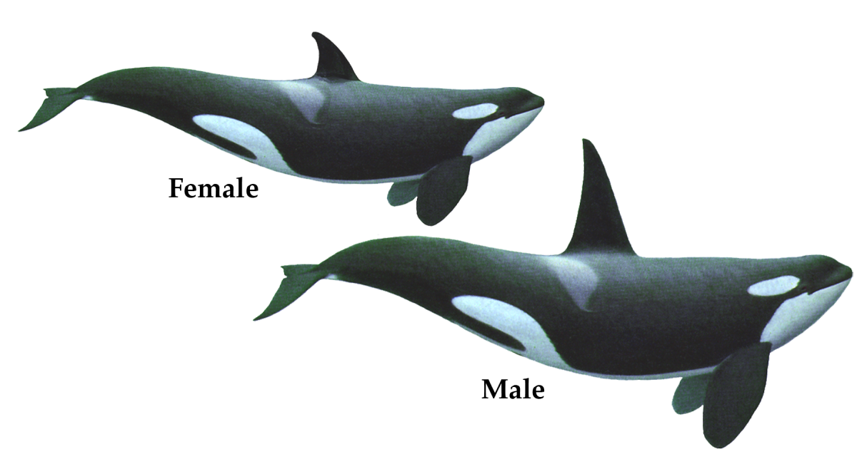 Размеры касатки и белой акулы