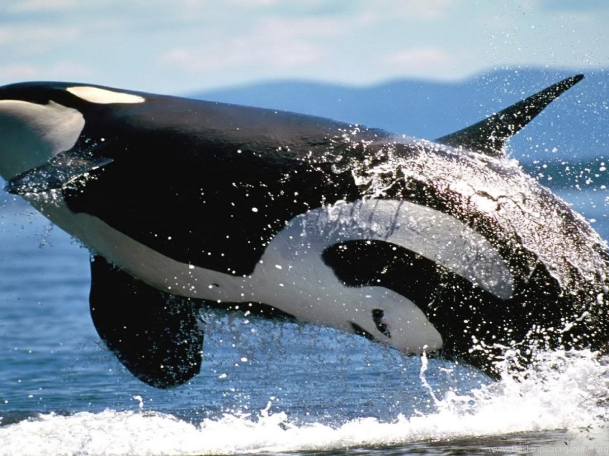 Касатки энциклопедия