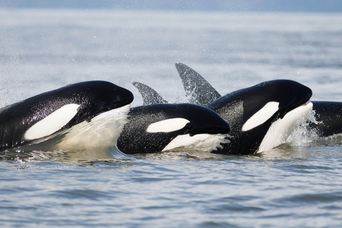 Касатка (2020) (Orca)