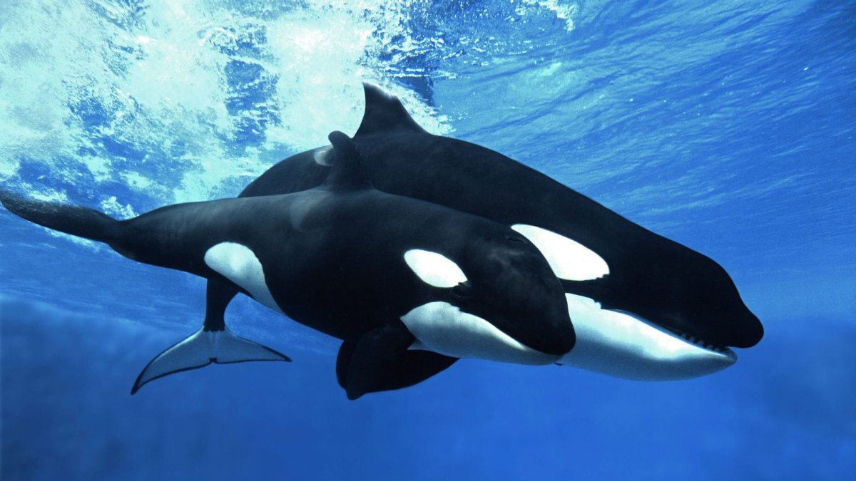 Касатка вид сверху