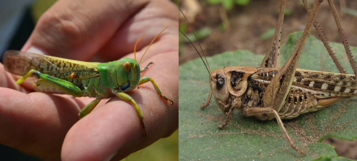 Толстун Палласа
