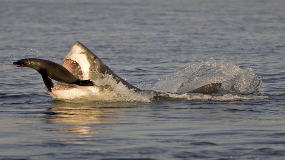 Акула охотится