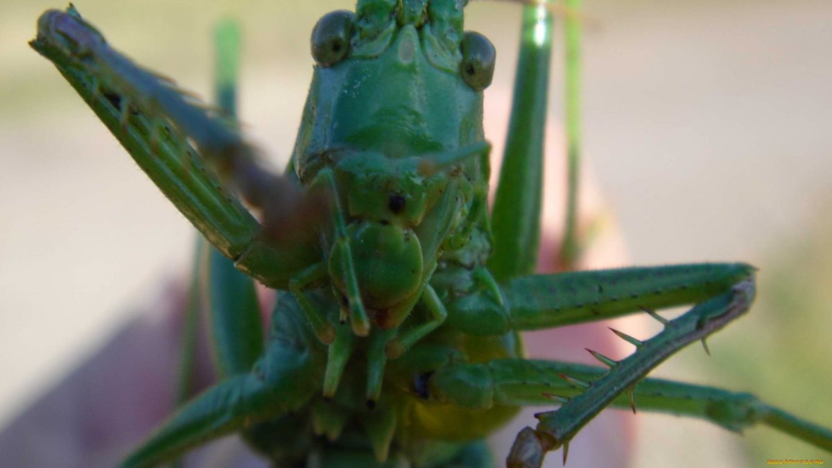 Гигантский конек Tropidacris collaris
